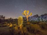 Joshua Tree 027